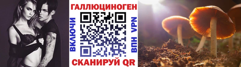 Псилоцибиновые грибы Psilocybe Купить где Новоалександровск